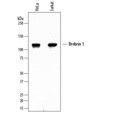 Detection of Human Drebrin 1 antibody by Western Blot.