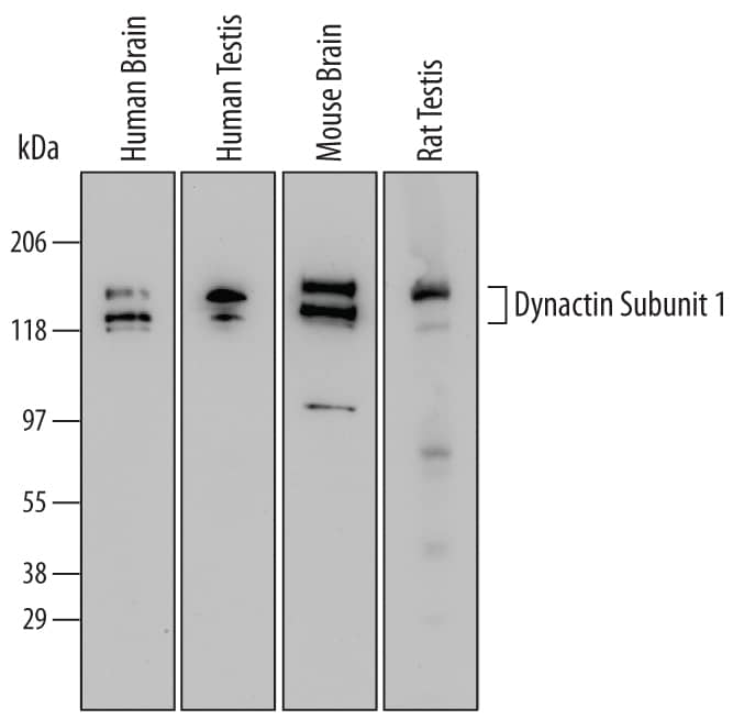 Detection of Human, Mouse, and Rat Dynactin Subunit 1/DCTN1 antibody by Western Blot.