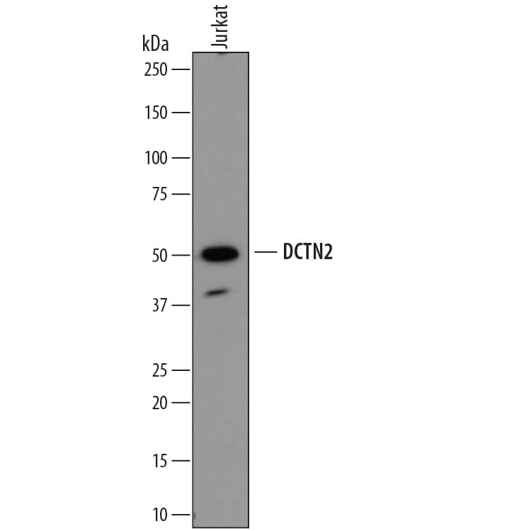 Detection of Human Dynactin Subunit 2/DCTN2 antibody by Western Blot.