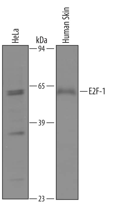 Detection of Human E2F-1 antibody by Western Blot.