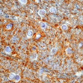 EAAT1/GLAST-1 antibody in Human Brain by Immunohistochemistry (IHC-P).