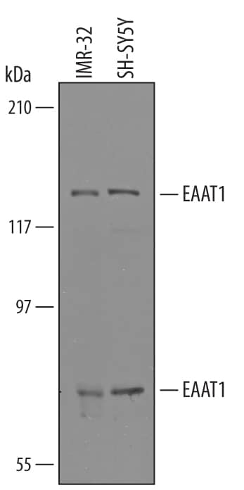 Detection of Human EAAT1/GLAST-1 antibody by Western Blot.