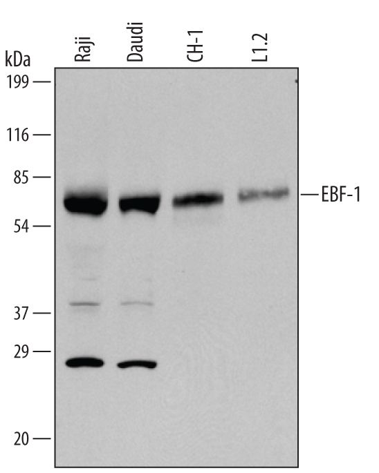 Detection of Human/Mouse EBF-1 antibody by Western Blot.