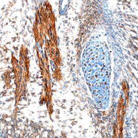 EBF-2 antibody in Mouse Embryo by Immunohistochemistry (IHC-Fr).