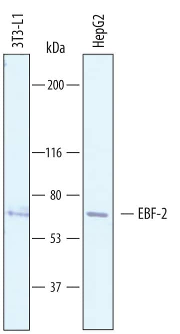 Detection of Human and Mouse EBF-2 antibody by Western Blot.