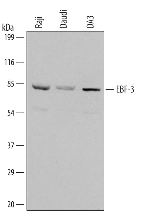 Detection of Human/Mouse EBF-3 antibody by Western Blot.