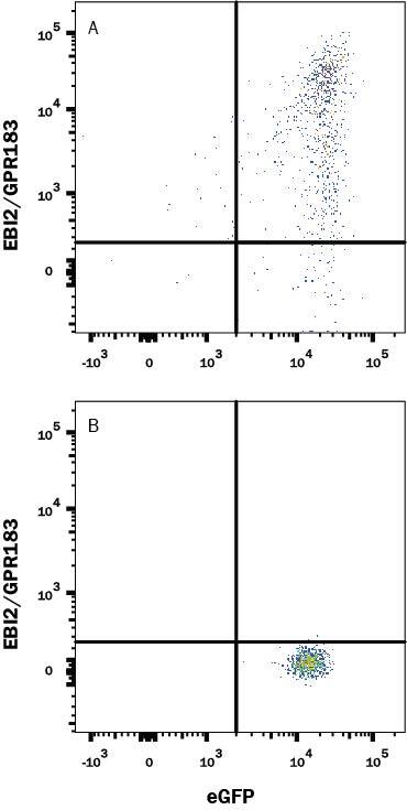 Detection of EBI2/GPR183 antibody in HEK293 Human Cell Line Transfected with Human EBI2/GPR183 and eGFP antibody by Flow Cytometry.