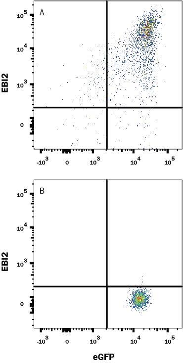 Detection of EBI2 antibody in HEK293 Human Cell Line Transfected with Human EBI2 and eGFP antibody by Flow Cytometry.