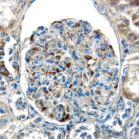 ECE-1 antibody in Human Kidney by Immunohistochemistry (IHC-P).