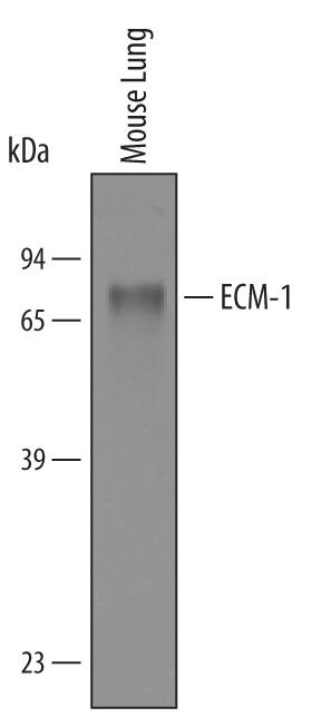 Detection of Mouse ECM-1 antibody by Western Blot.