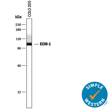 Detection of Human ECM-1 antibody by Simple WesternTM.