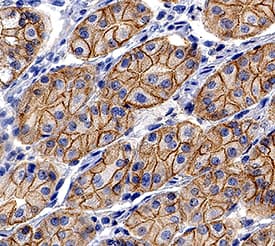 E‑Cadherin in Human Stomach. E-Cadherin antibody in Human Stomach by Immunohistochemistry (IHC-P).