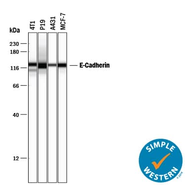 Detection of Human and Mouse E-Cadherin antibody by Simple WesternTM.