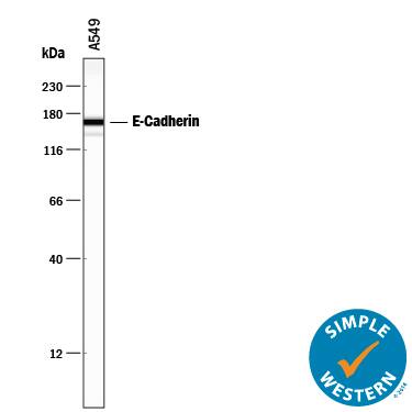 Detection of Human E-Cadherin antibody by Simple WesternTM.