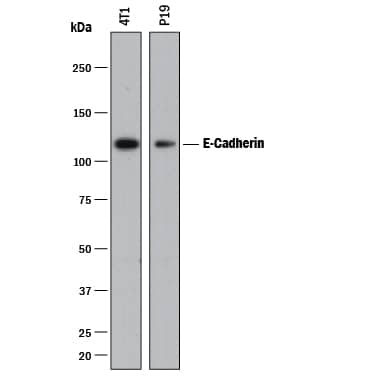 Detection of Mouse E-Cadherin antibody by Western Blot.