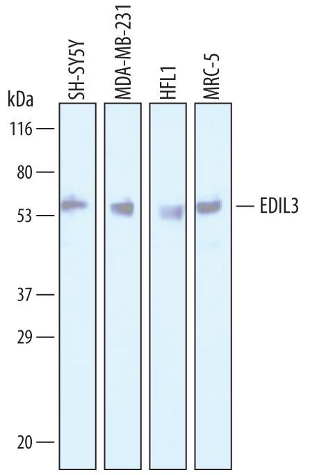 Detection of Human EDIL3 antibody by Western Blot.