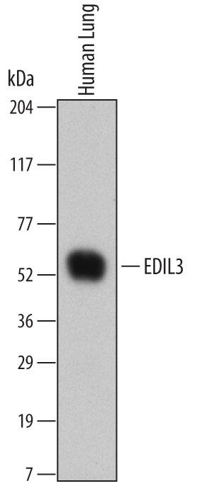 Detection of Human EDIL3 antibody by Western Blot.