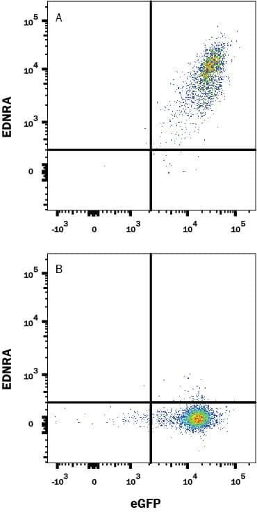 Detection of EDNRA antibody in HEK293 Human Cell Line Transfected with Human EDNRA and eGFP antibody by Flow Cytometry.