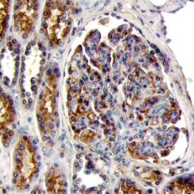 EDNRA antibody in Human Kidney by Immunohistochemistry (IHC-P).