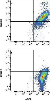 Detection of EDNRB antibody in HEK293 Human Cell Line Transfected with Human EDNRB and eGFP antibody by Flow Cytometry.