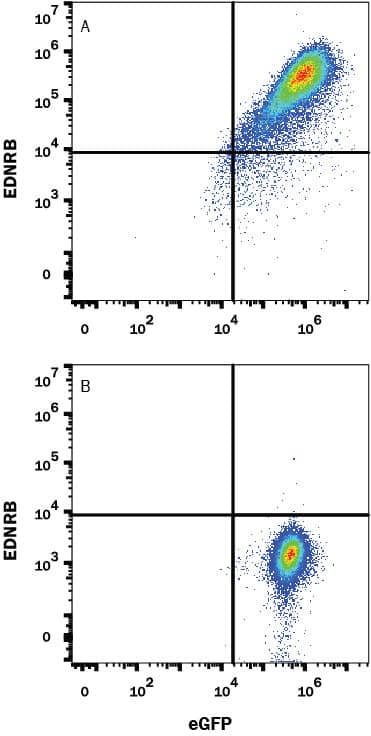 Detection of EDNRB antibody in HEK293 Human Cell Line Transfected with Human EDNRB and eGFP antibody by Flow Cytometry.