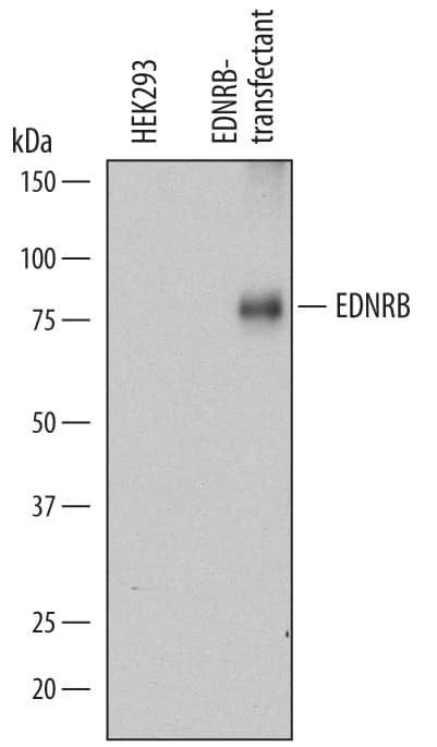 Detection of Human EDNRB/Endothelin R Type B antibody by Western Blot.