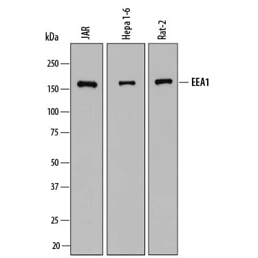 Detection of Human, Mouse, and Rat EEA1 antibody by Western Blot.