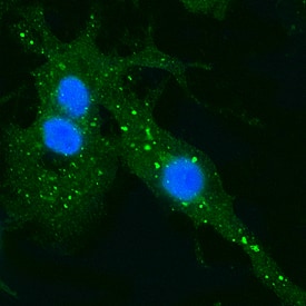 EEA1 antibody in HeLa Human Cell Line by Immunocytochemistry (ICC).