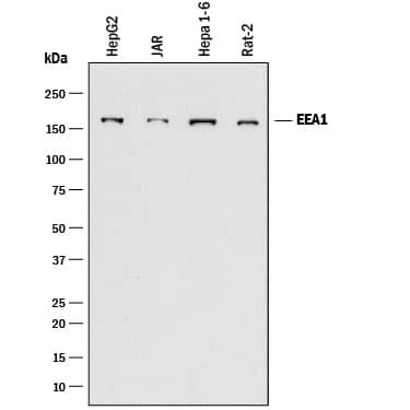 Detection of Human, Mouse, and Rat EEA1 antibody by Western Blot.