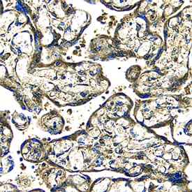 EGF antibody in Human Placenta by Immunohistochemistry (IHC-P).