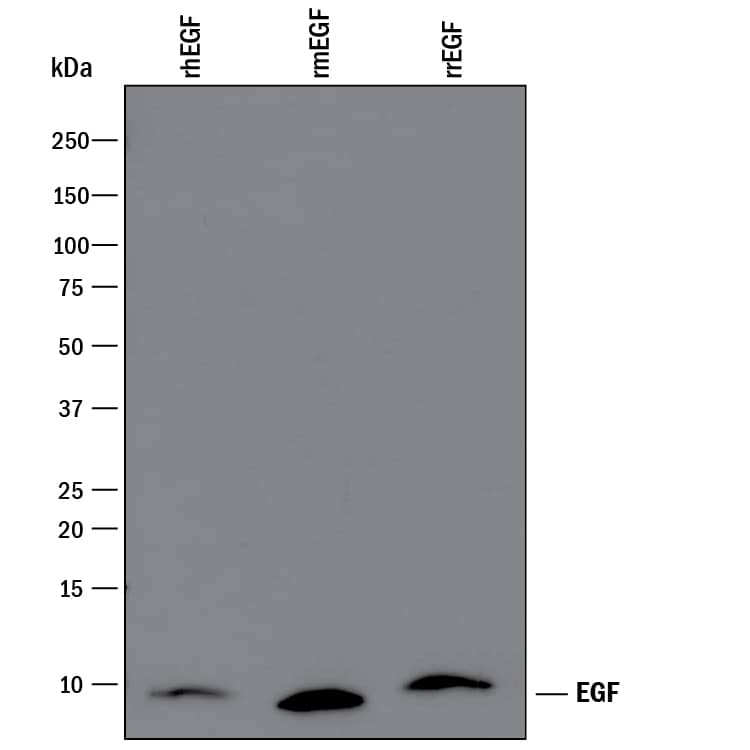 Detection of Recombinant Human, Mouse, and Rat EGF antibody by Western Blot.