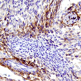 EGFR antibody in Mouse Embryo by Immunohistochemistry (IHC-Fr).