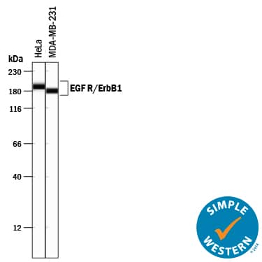 Detection of Human EGFR antibody by Simple WesternTM.