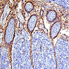 EGFR antibody in Mouse Embryo by Immunohistochemistry (IHC-Fr).