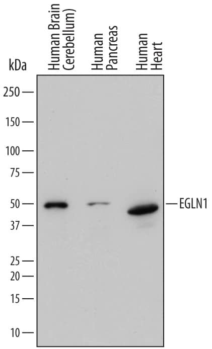 Detection of Human EGLN1/PHD2 antibody by Western Blot.