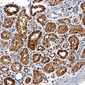 EGLN1/PHD2 antibody in Human Kidney by Immunohistochemistry (IHC-P).
