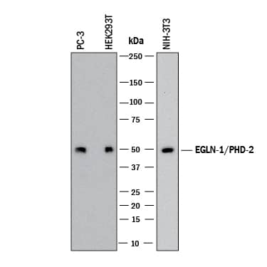 Detection of Human and Mouse EGLN1/PHD2 antibody by Western Blot.