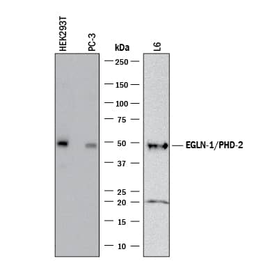 Detection of Human and Rat EGLN1/PHD2 antibody by Western Blot.