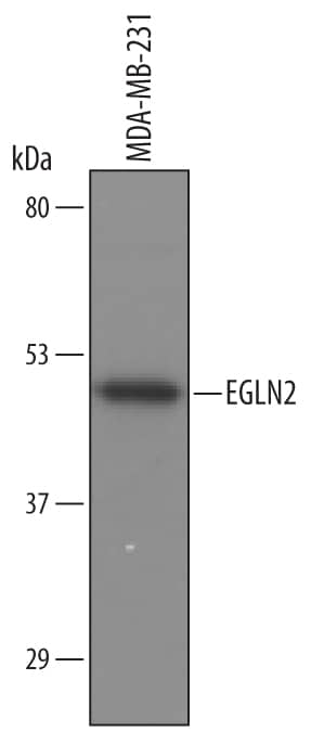 Detection of Human EGLN2/PHD1 antibody by Western Blot.