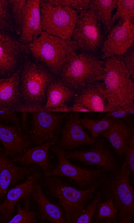 EGLN3/PHD3 antibody in A549 Human Cell Line by Immunocytochemistry (ICC).