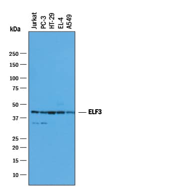 Detection of Human and Mouse ELF3 antibody by Western Blot.