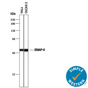 Detection of Human EMAP-II antibody by Simple WesternTM.