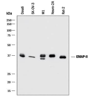 Detection of Human, Mouse, and Rat EMAP-II antibody by Western Blot.