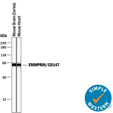 Detection of Mouse EMMPRIN/CD147 antibody by Simple WesternTM.