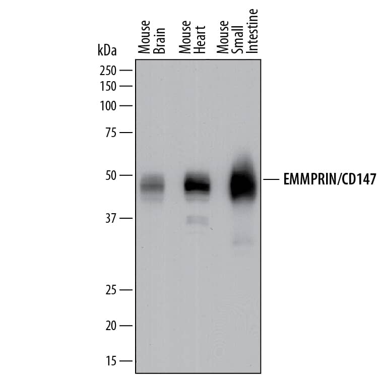 Detection of Mouse EMMPRIN/CD147 antibody by Western Blot.