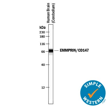 Detection of Human EMMPRIN/CD147 antibody by Simple WesternTM.