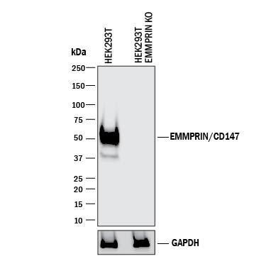 Western Blot Shows Human EMMPRIN/CD147 Antibody Specificity by Using Knockout Cell Line.