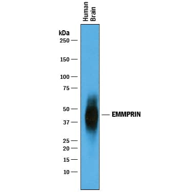 Detection of Human EMMPRIN/CD147 antibody by Western Blot.