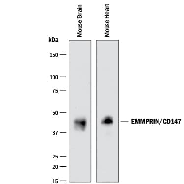 Detection of Mouse EMMPRIN/CD147 antibody by Western Blot.