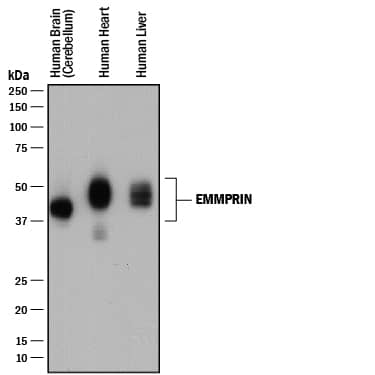 Detection of Human EMMPRIN/CD147 antibody by Western Blot.